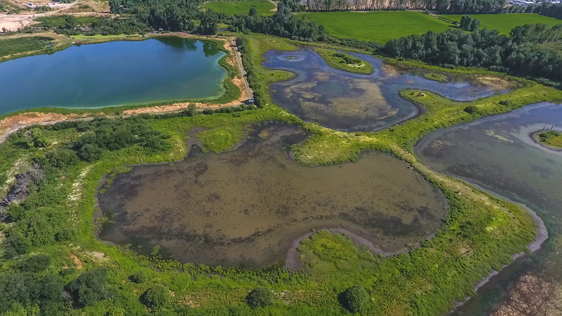 an image of a constructed wetland - used to clean and conserve water naturally